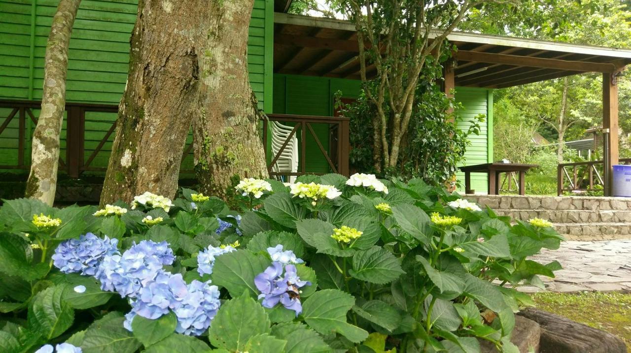 Hemerocallis Country House نانزوانج المظهر الخارجي الصورة